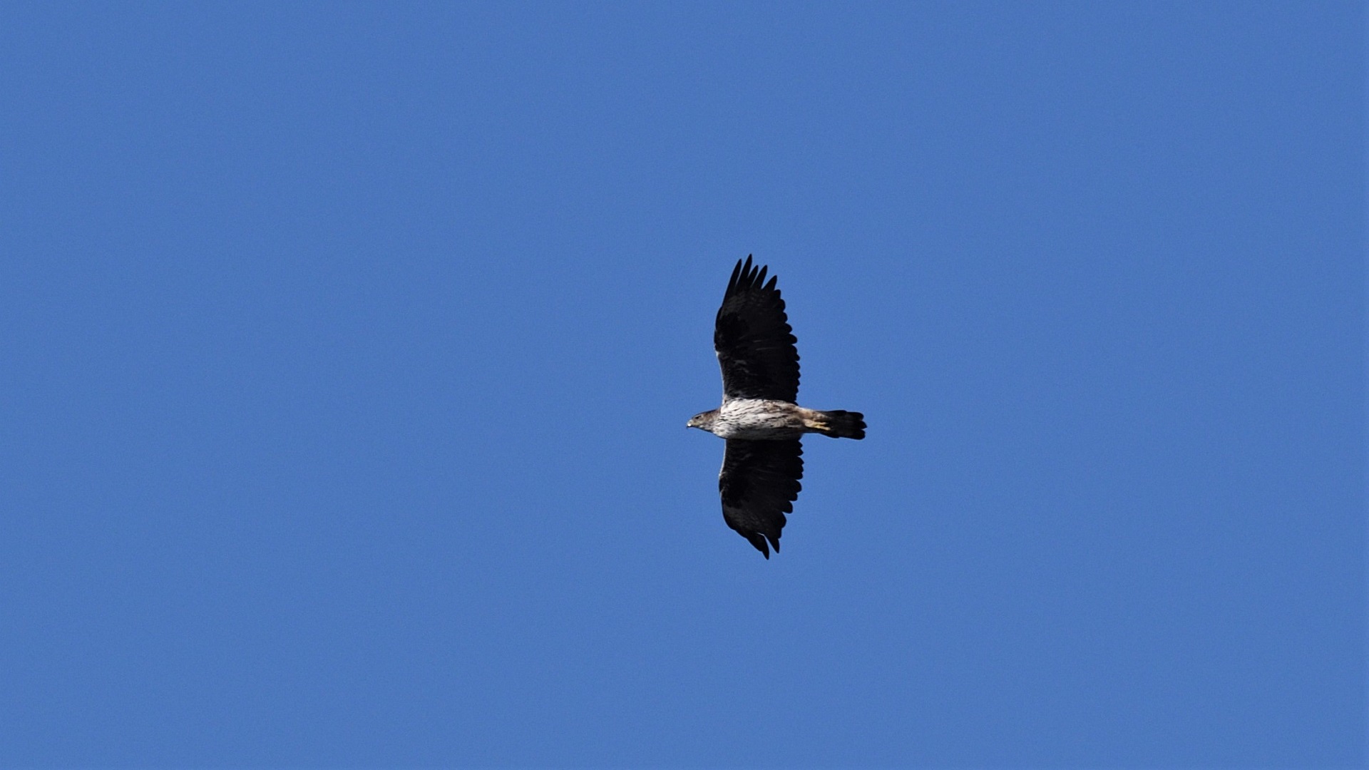 Bonelli's Eagle